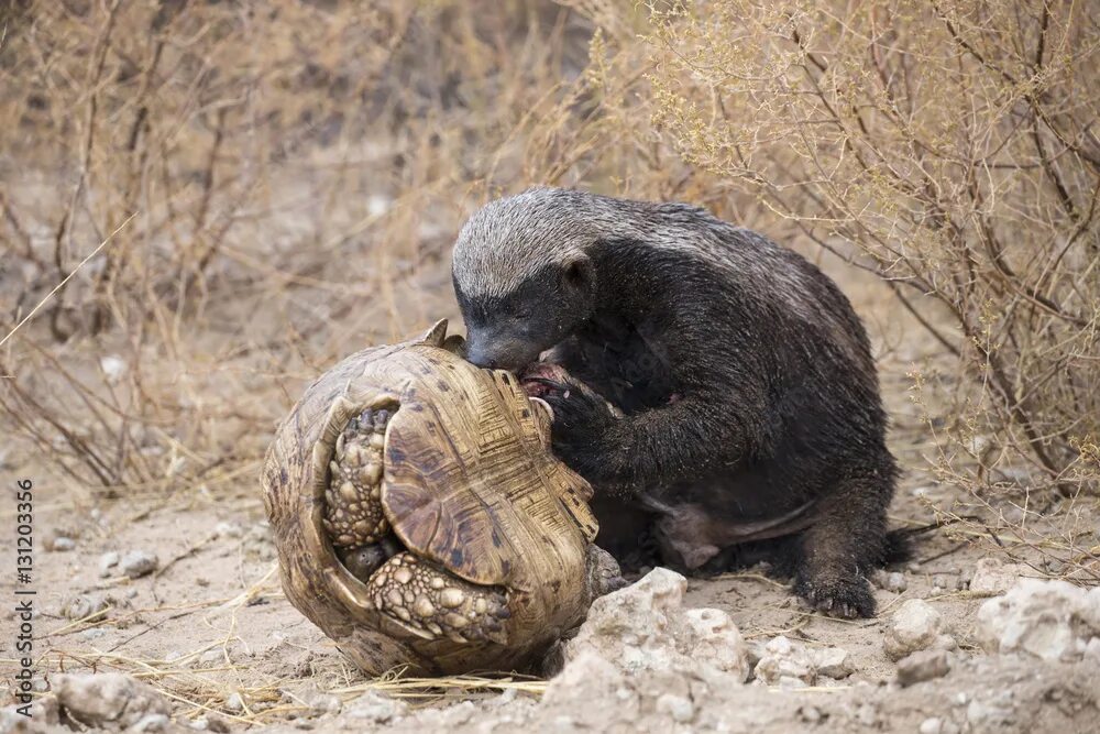 Медоед животное фото и описание Honey Badger or ratel (Mellivora capensis) eating leopard tortoise (Geochelone p