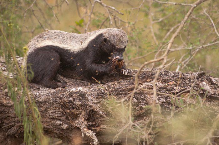 Медоед животное фото и описание A honey badger after some honey - Africa Geographic Blog Animals beautiful, Afri