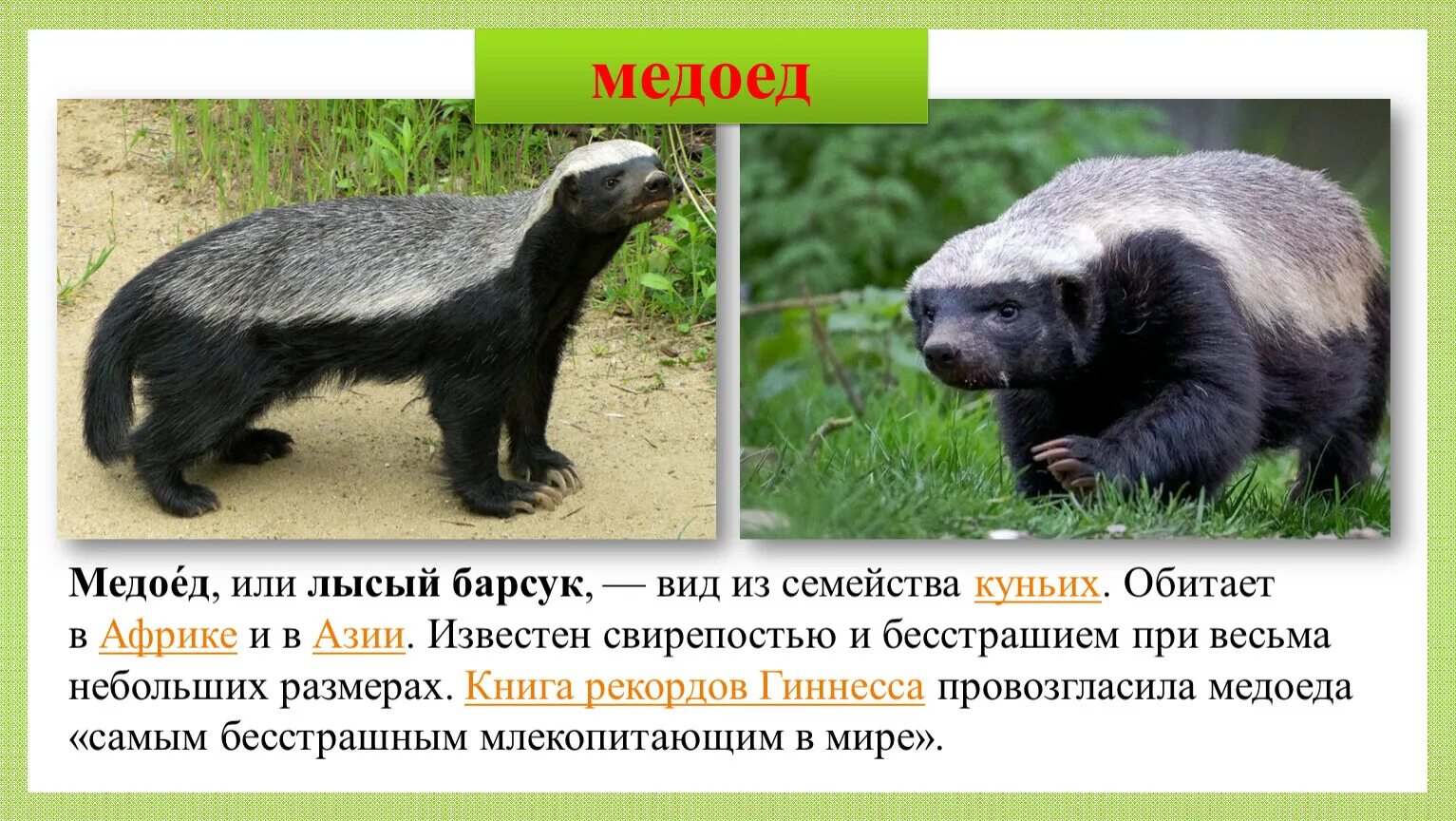Медоед животное фото и описание Презентация к уроку окружающего мира. Тема "Проект. Животные родного края", 3 кл
