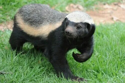Медоед животное фото и описание Honey Badger. Honey badger, Honey badger tattoo, Cat anatomy