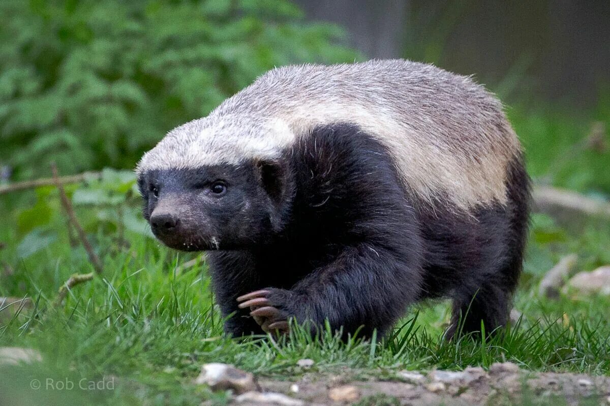 Медоед животное фото и описание Pin by Jeff Buettner on Badgers Honey badger, Cute animals, Animals