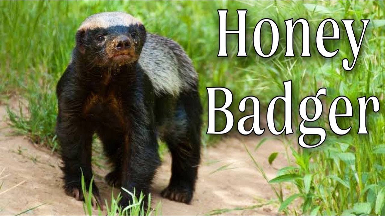 Медоед животное фото и описание Things You Didn't Know About The Honey Badger. Amazing Facts About Honey Badgers