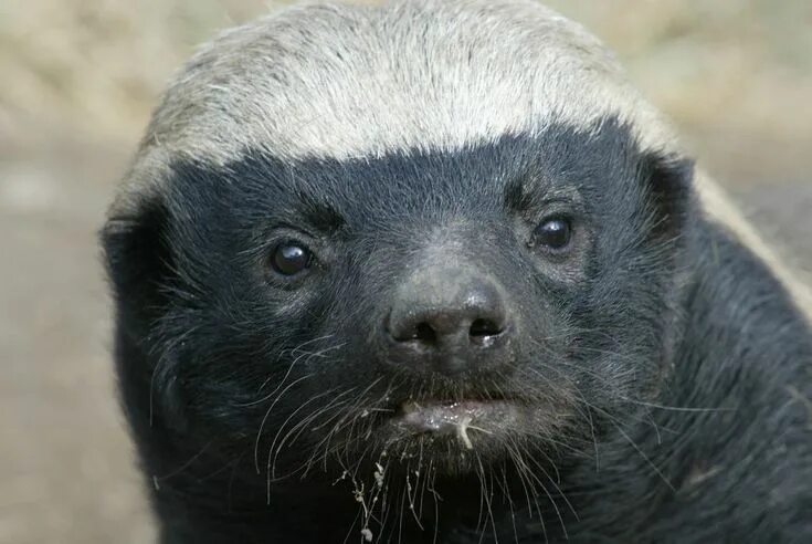 Медоед животное фото и описание Honey Badger Wallpaper Honey badger, Badger, Animals