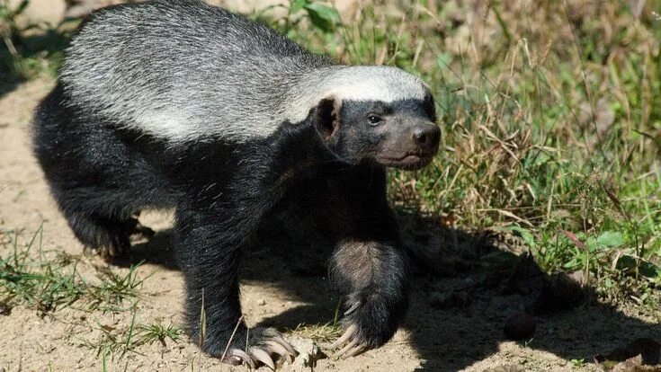 Медоед животное фото и описание What can kill a honey badger? Honey badger, Brave animals, Leopard hunting