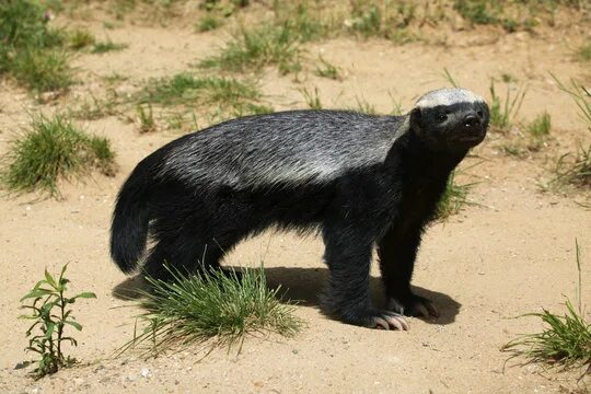 Медоед животное фото и описание Honey Badger Изображения: просматривайте стоковые фотографии, векторные изображе