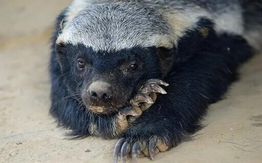 Медоед животное фото и описание Спільнота Steam :: Посібник :: Fast way to find honey badger / Как быстро найти 