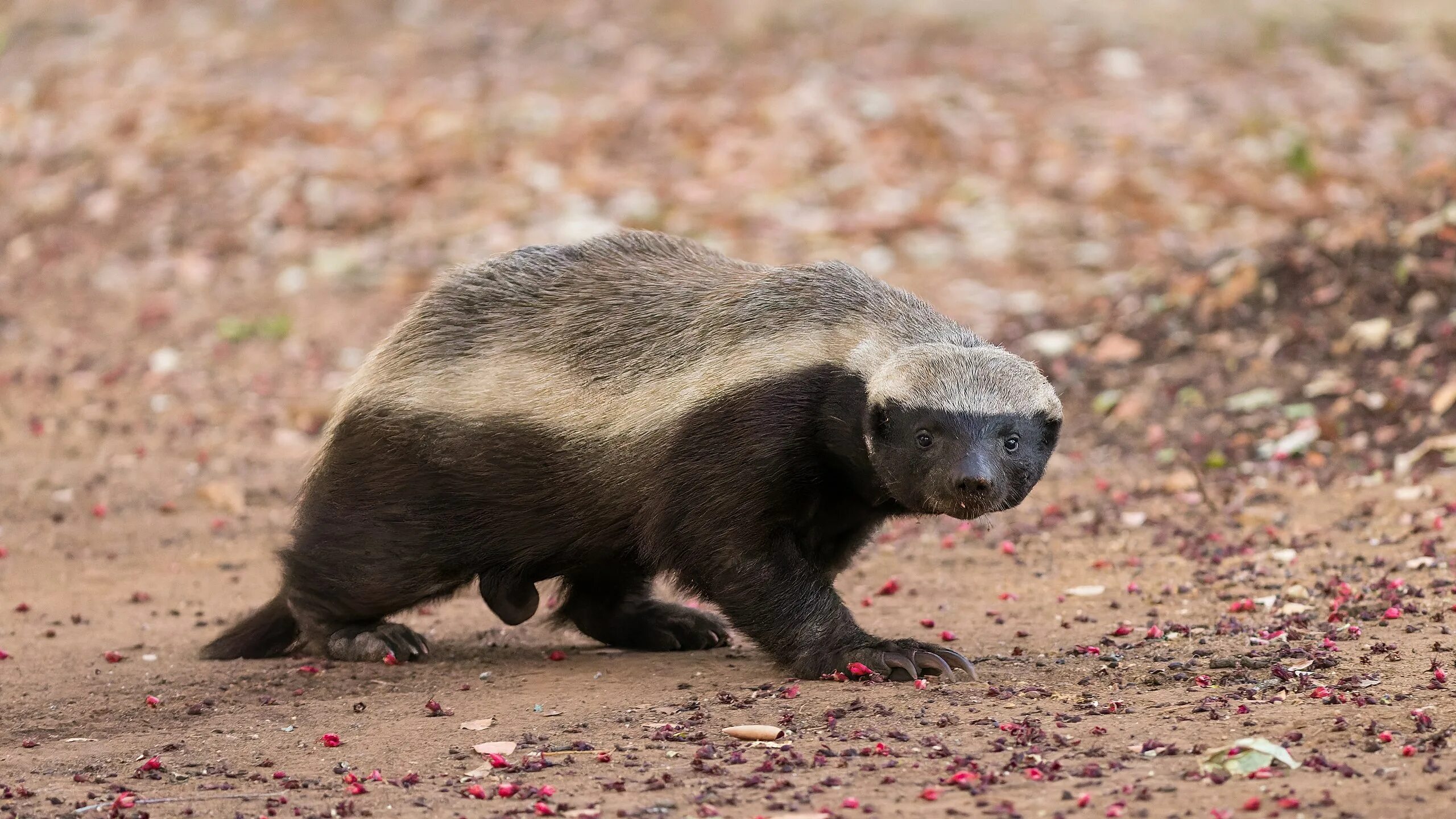 Медоед животное фото и описание Файл:Honey Badger.jpg - Википедия