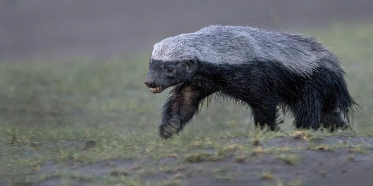 Медоед животное фото и описание Watch A Honey Badger Fight 3 Leopards In 'Unbelievable Battle' For Survival