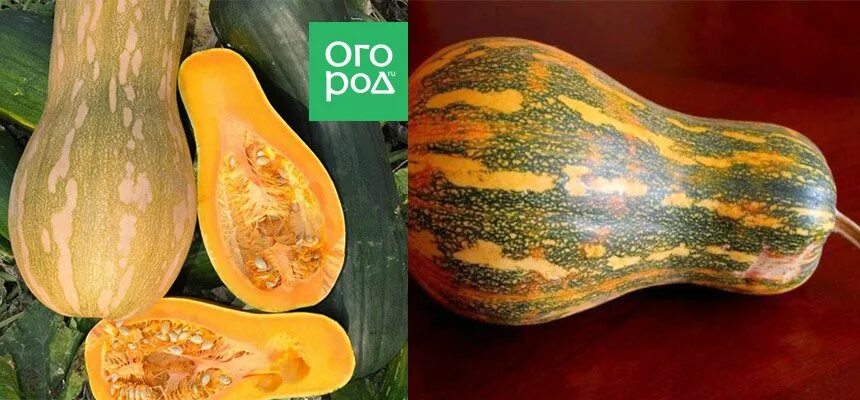 Медовая гитара тыква описание сорта фото Гитара мускатная: фотоподборка оригинальных плодов Натуралист Фотогалерея природ