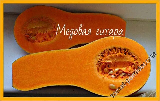 Медовая гитара тыква описание сорта фото медовая гитара в разрезе - Альбомы - tomat-pomidor.com