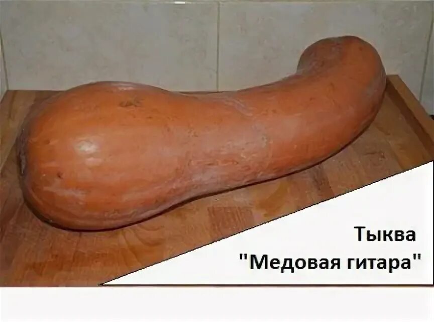Медовая гитара тыква описание сорта фото Уборка квартир Тимашевск / Бытовые услуги / Услуги Тимашевск Услугио