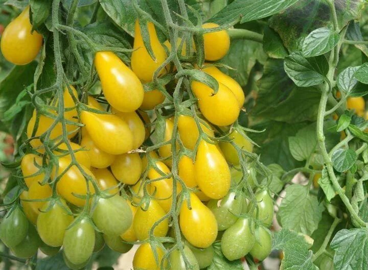 Медовая капля томат фото Cultivate Your Own Yellow Pear Tomatoes