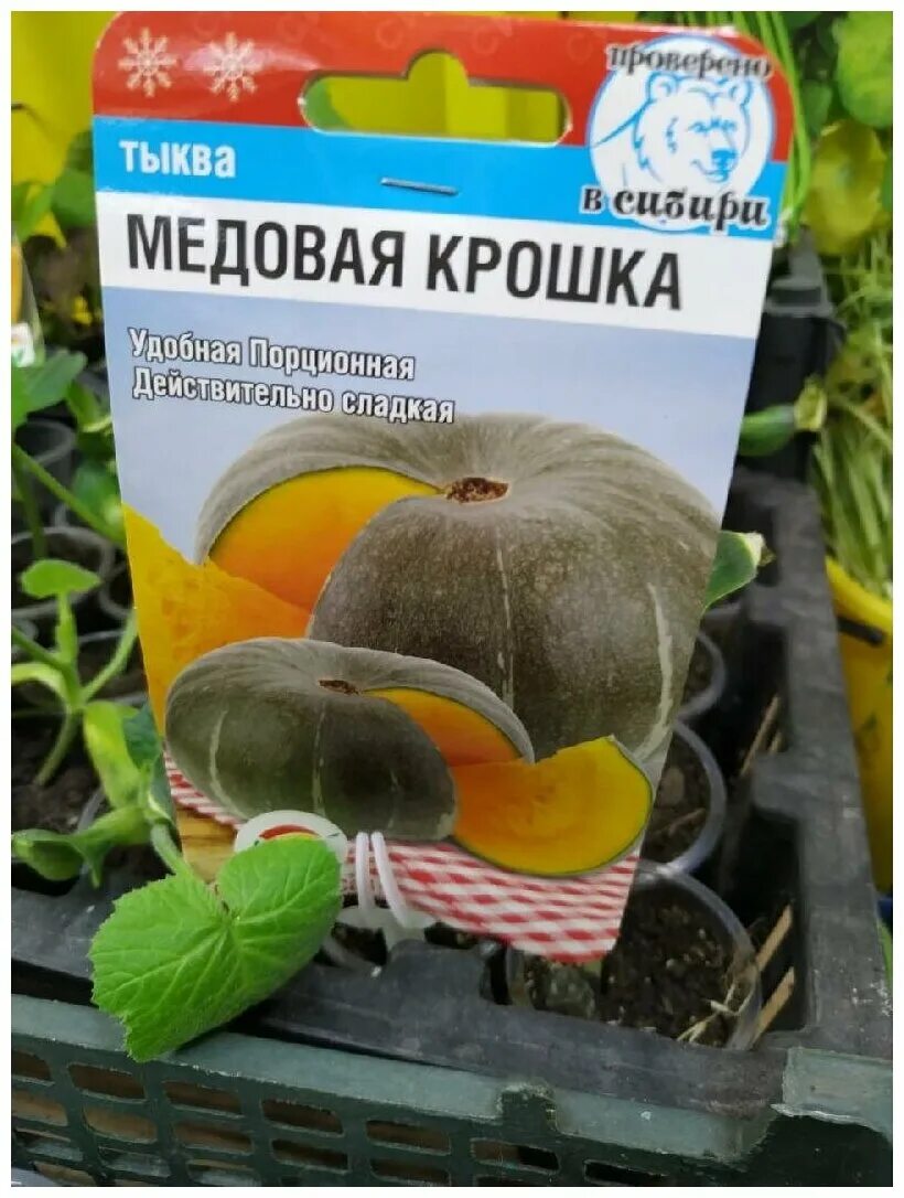 Медовая крошка тыква отзывы описание сорта фото Семена Тыква "Медовая крошка", 5 шт./В упаковке шт: 2 - купить в интернет-магази
