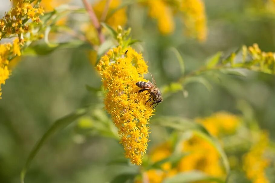 Медовая трава фото bee, honeybee, flower, honey, insect, yellow, nature, pollen Piqsels