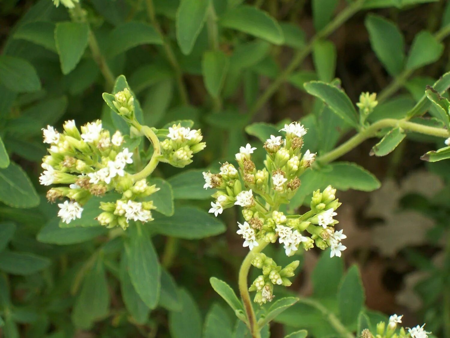Медовая трава фото Clovers Garden Stevia Plant - Two (2) Live Plants - Non-GMO - Not Seeds - Each 4