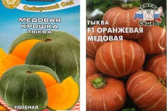 Медовая тыква фото отзывы Тыква сорт медовая фото: найдено 84 изображений