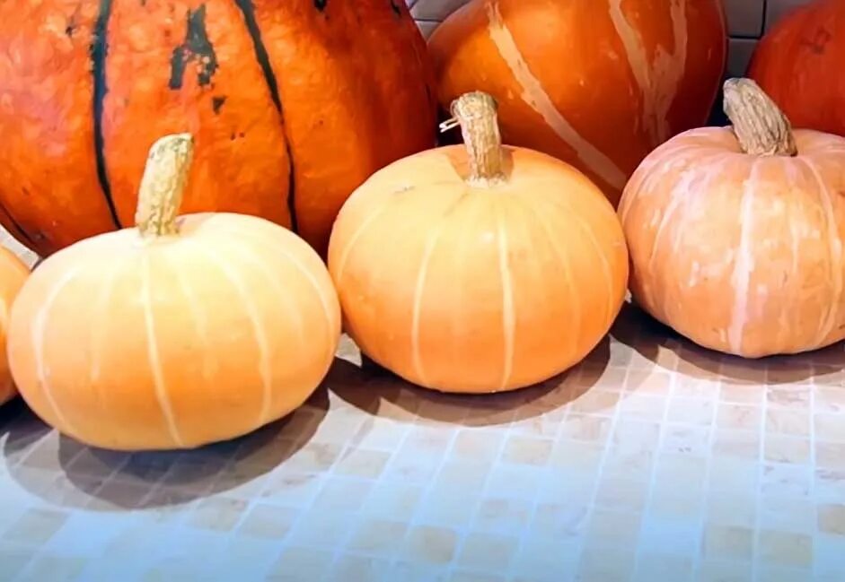 Медовая тыква фото отзывы Pumpkin "Candied" and "Winter" - an unusual way of growing and review of varieti