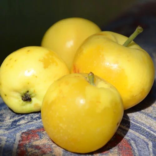Медовая яблоня фото Медовые яблоки сорт eCookie.ru