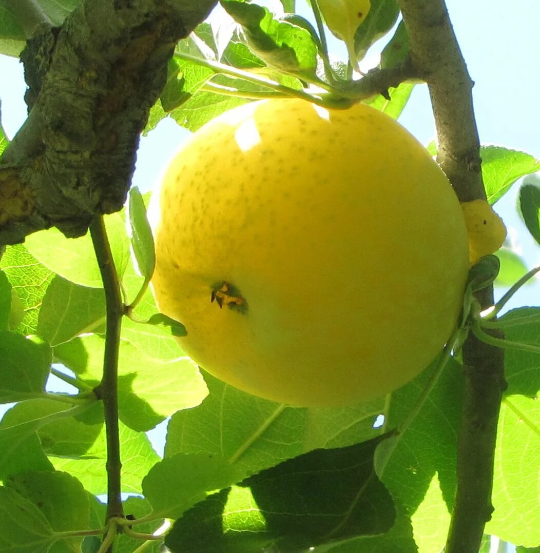 Медовая яблоня фото Yellow Transparent apple Animais raros
