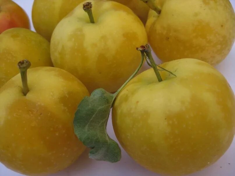 Медовая яблоня фото Куплю яблоки золотая китайка. И саженцы этой яблони. 2023 Типичный Муром ВКонтак