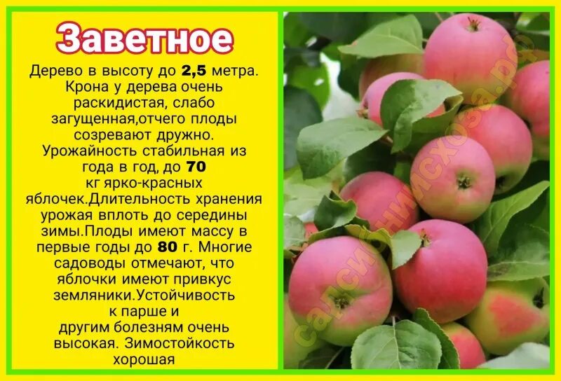 Медовая яблоня описание фото отзывы садоводов Заветное :: сад СибНИИСХоза