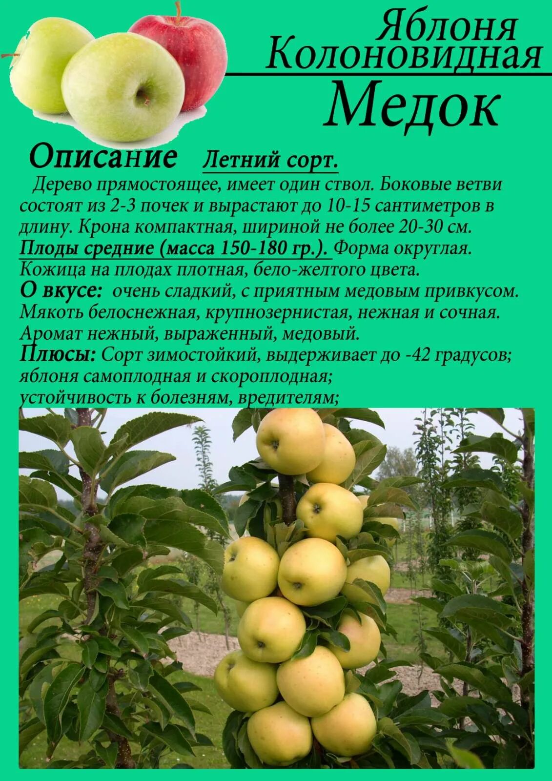 Медовая яблоня описание фото отзывы садоводов Ранние сорта яблонь: подборка с описанием и характеристиками, достоинства и недо