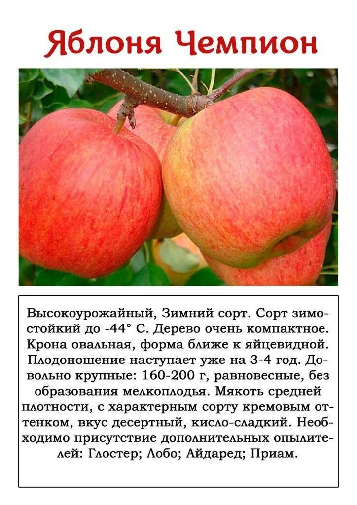 Медовая яблоня описание фото отзывы садоводов Ранние сорта яблонь: подборка с описанием и характеристиками, достоинства и недо