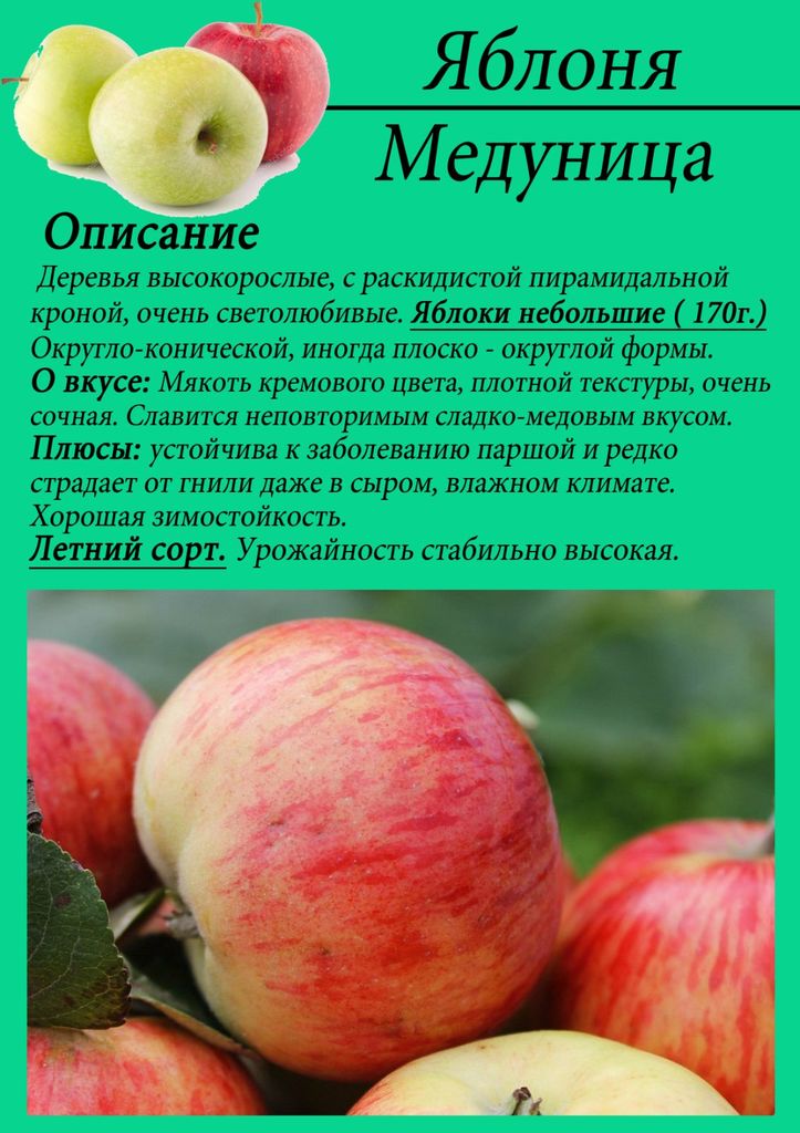 Медовая яблоня описание фото отзывы садоводов Яблоня летняя "Медуница" (С5) :: Вишневый сад - саженцы яблони в контейнерах :: 
