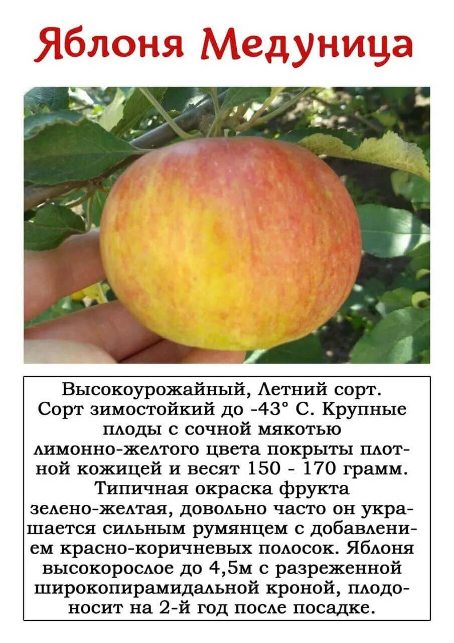Медовая яблоня описание фото отзывы садоводов Яблоня на карликовом подвое "Медуница" - Картофель России