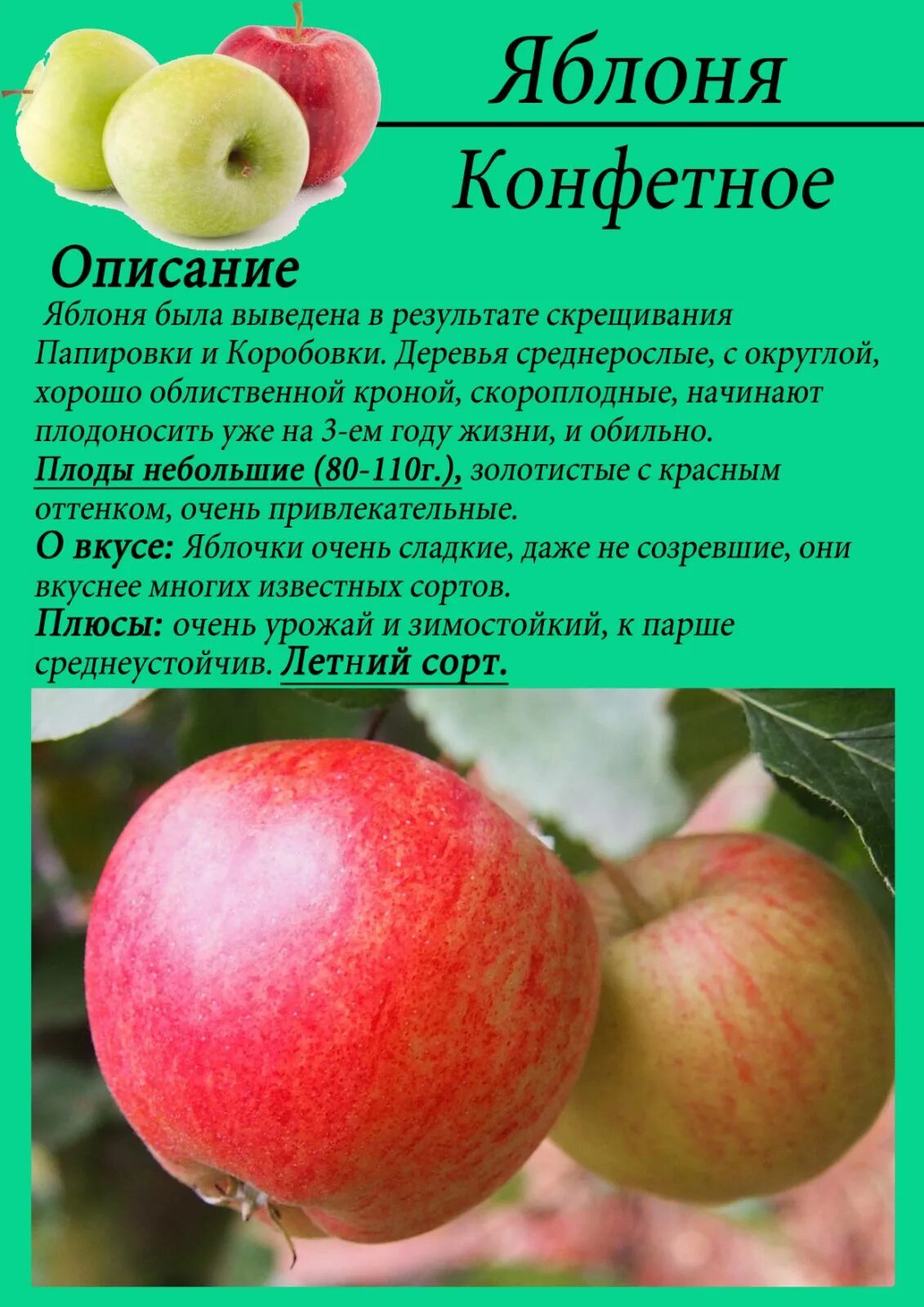 Медовая яблоня описание фото отзывы садоводов Ранние сорта яблонь: подборка с описанием и характеристиками, достоинства и недо