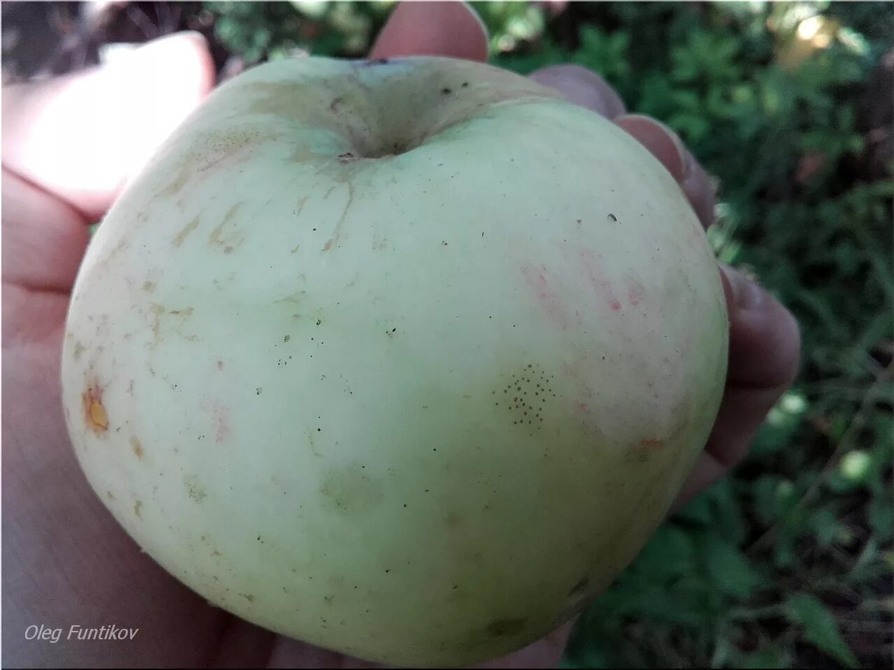 Медовка сорт яблок фото Яблоня медовка (76 фото)