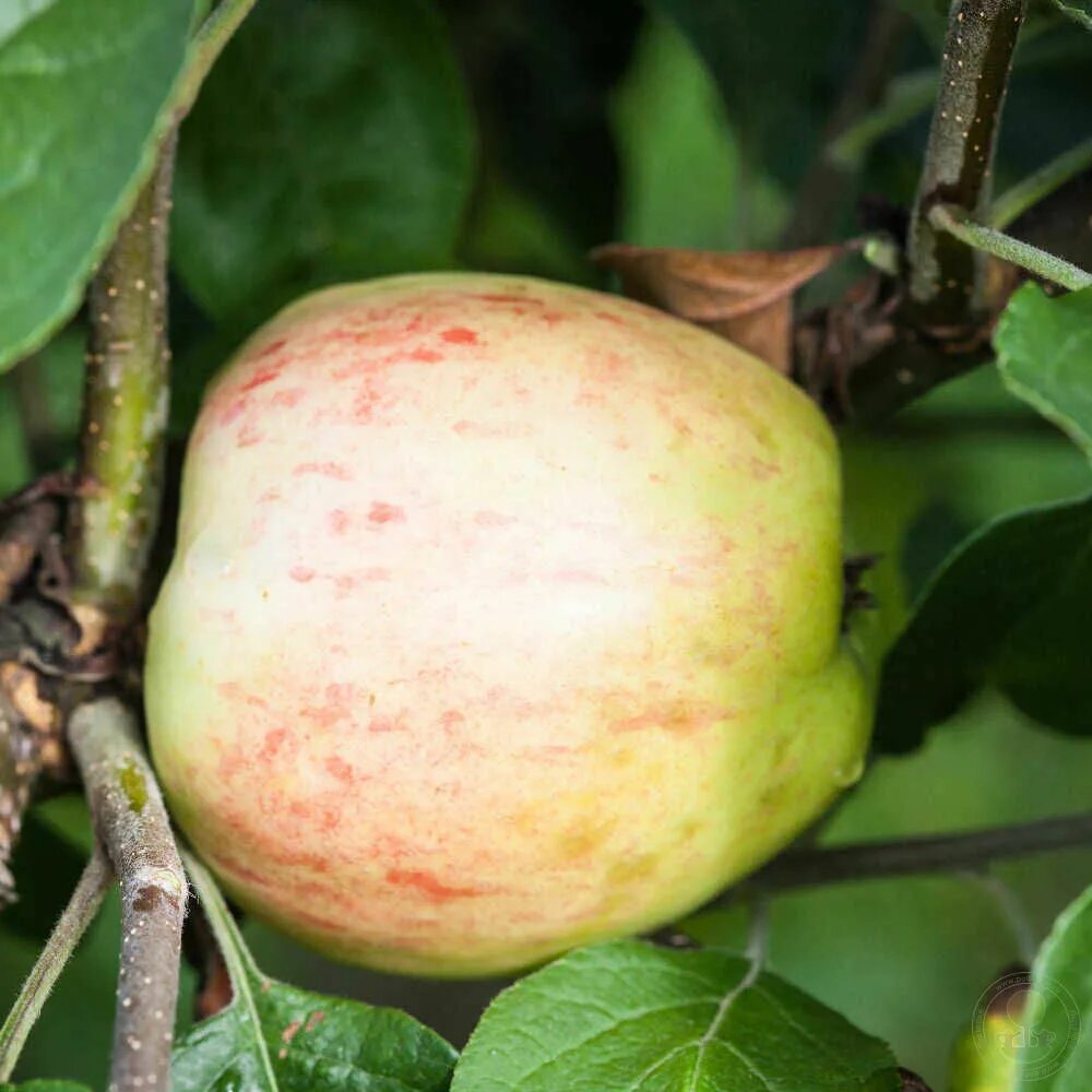Медовка сорт яблок фото Саженцы Яблоня Савстахольм (Malus domestica Savstaholm) купить в Москве по низко