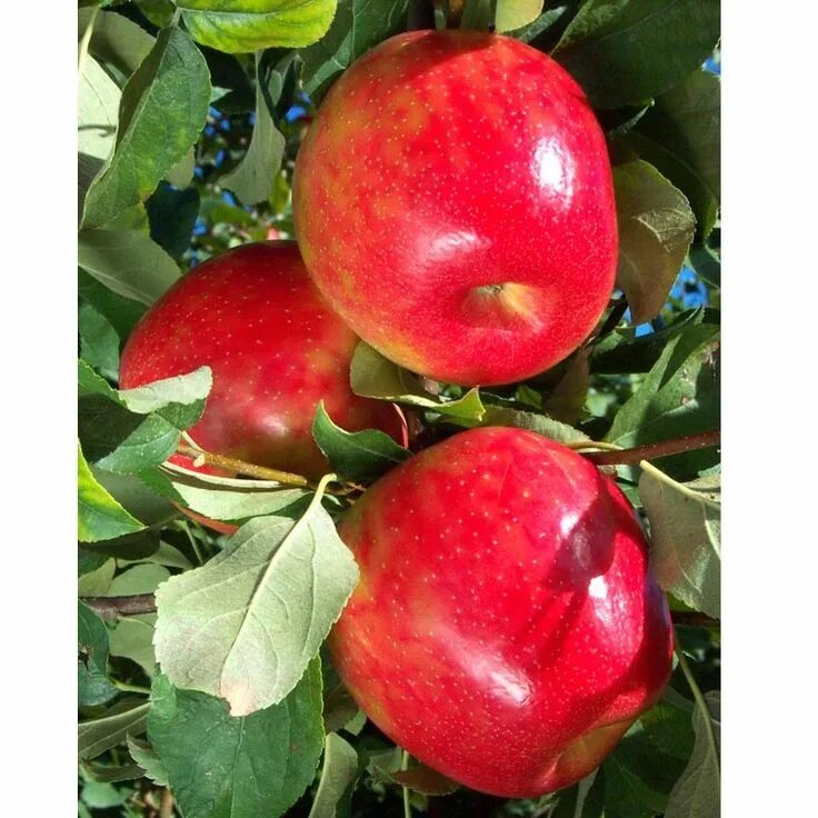 Медовый хруст яблоня фото отзывы Honey Crisp Apple Tree for Sale - Grow Organic Fruit, Fruit garden, Fruit trees