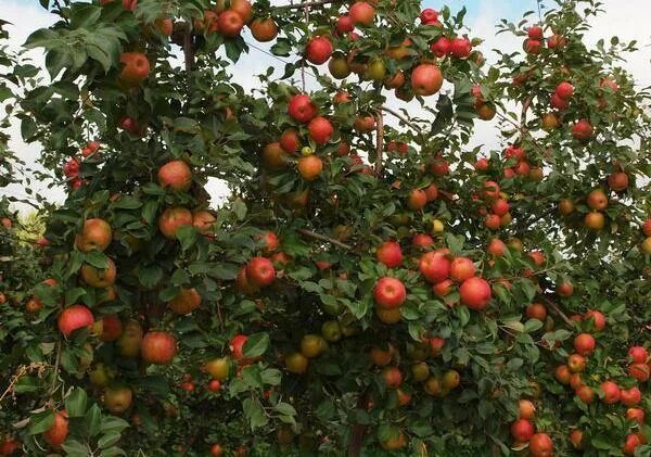 Медовый хруст яблоня фото отзывы Яблоня Хани Крисп (Honeycrisp) - Садовое ателье СвеЖеНика