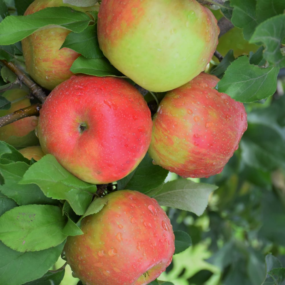 Медовый хруст яблоня описание фото отзывы садоводов Honey Crisp Apple - Platt Hill Nursery