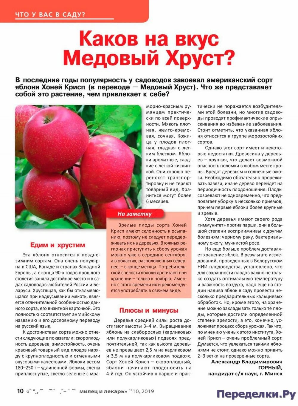 Медовый хруст яблоня описание фото отзывы садоводов Сад, огород - кормилец и лекарь 10 2019 * Переделки.РуПеределки.Ру