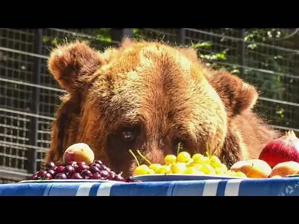 Медовый медведь фото Рассказ: "Жизнь медведя Балу в воинской части" - YouTube