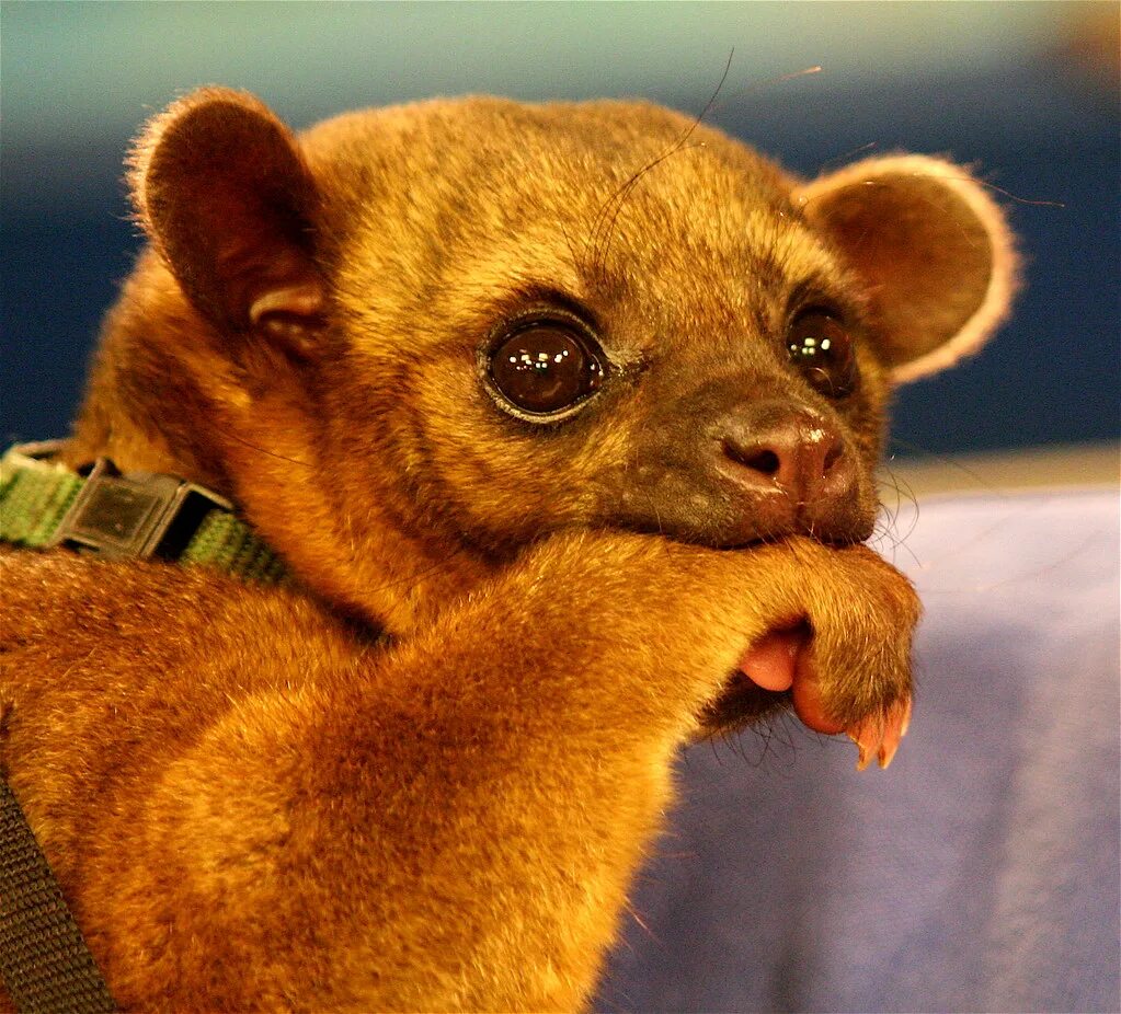 Медовый медведь кинкажу фото Poncho Poncho is a kinkajou that was sold into the pet tra. Flickr