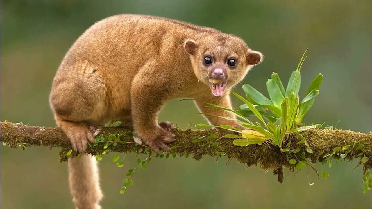 Медовый медведь кинкажу фото 10 Cutest Exotic Animals You Can Actually Own as Pets - YouTube