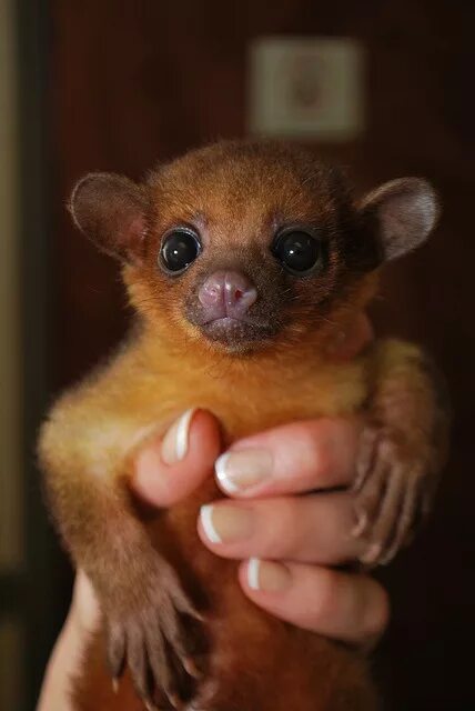 Медовый медведь кинкажу фото 3 Month Old Kinkajou (Animal Kingdom Pet Hospital) Source: Flickr / akphvet Unus