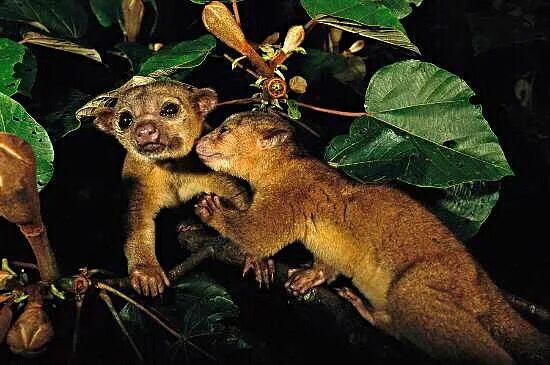Медовый медведь кинкажу фото Kinkajou Rare animals, Rainforest animals, Cute animals