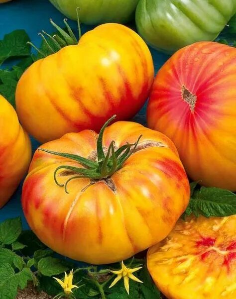 Медовый помидор фото 380 Tomatoes and Heirloom Vegtables ideas vegtables, tomato, tomato garden