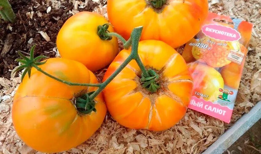 Медовый салют томат фото Медовый салют - румяный томат на радость огородник � Tomato, Vegetables, Food