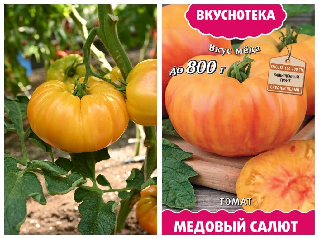 Медовый салют томат фото Томаты, которые вас удивят: сорта с необычной окраской плодов 7 дач Дзен