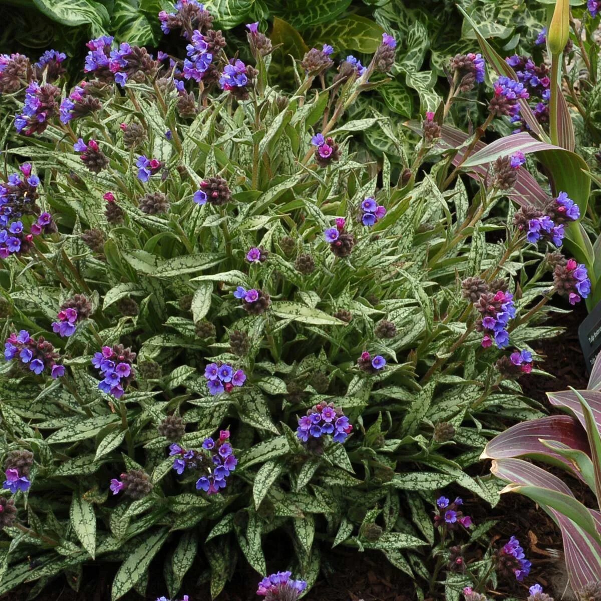 Медуница декоративная садовая фото Pulmonaria cevennensis TERRA NOVA ® Nurseries, Inc.