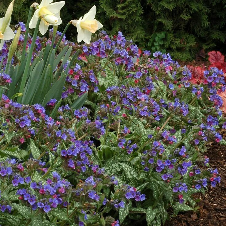 Медуница декоративная садовая фото Pulmonaria 'Trevi Fountain' plants Biennial plants, Plants, Cottage garden plant