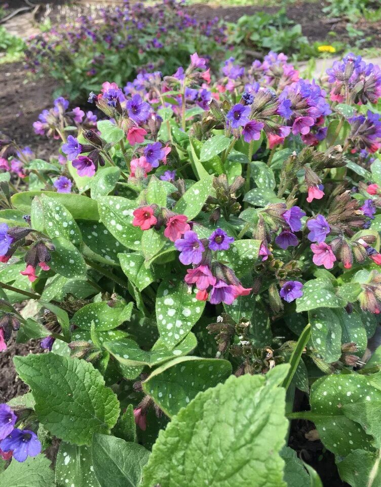 Медуница декоративная садовая фото Медуница сахарная Pulmonaria saccharata - купить сорт в питомнике, саженцы в Сан