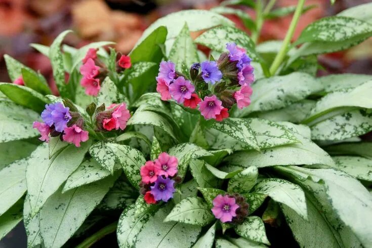 Медуница декоративная садовая фото How to Grow Pulmonaria Plant Flowers perennials, Shade perennials, Shade plants