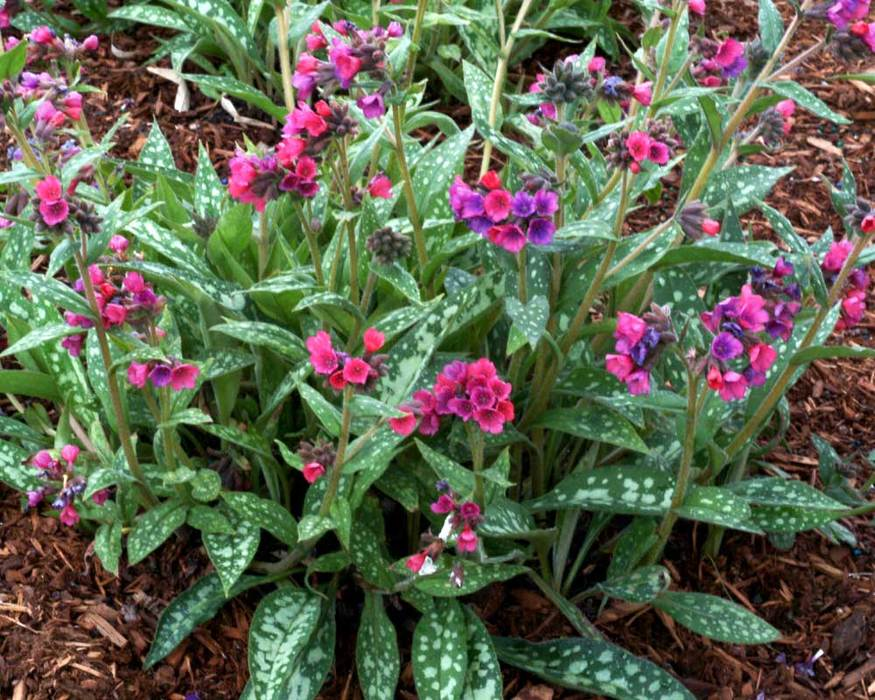 Медуница декоративная садовая фото Pulmonaria Raspberry Splash -- Bluestone Perennials Herbaceous perennials, Shade