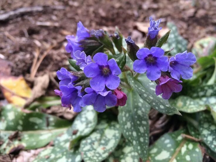 Медуница описание сорта фото отзывы Pulmonaria 'Trevi Fountain' Woodland plants, Trevi fountain, Fountain